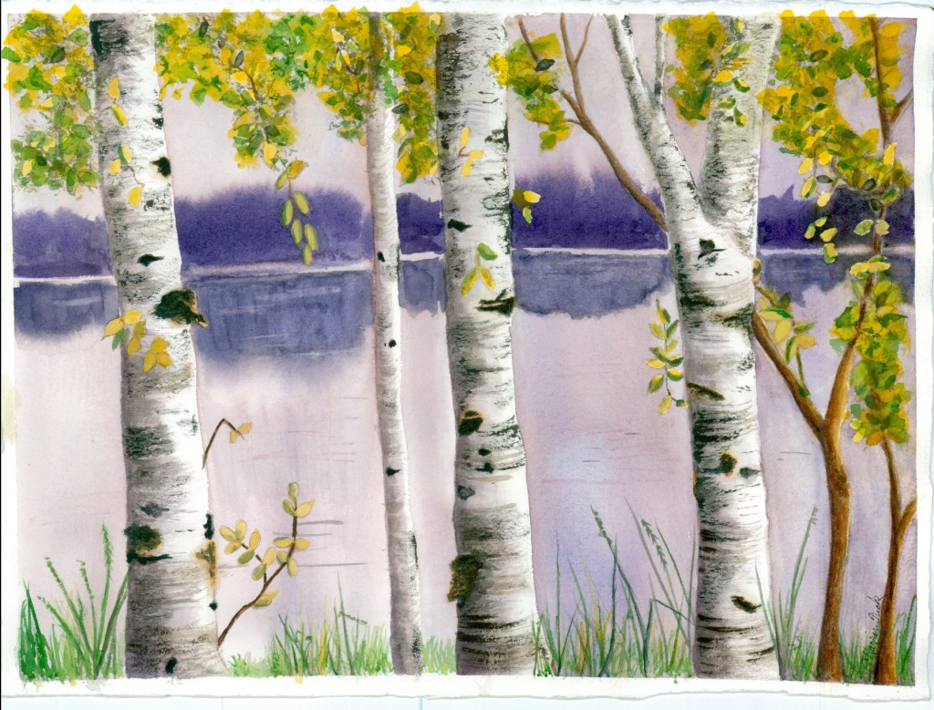 Birch Trees