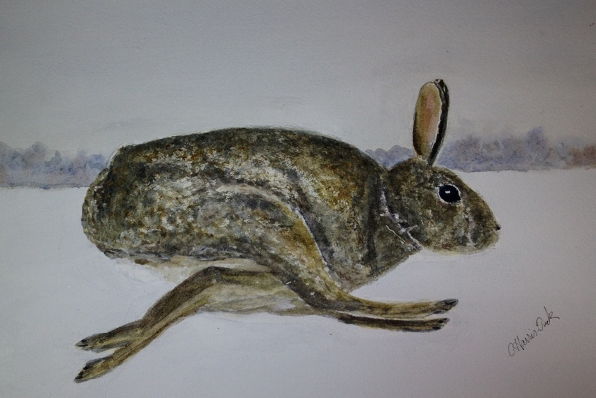 Rabbit Watercolor