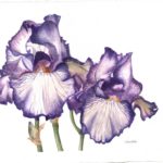 Iris, flower, purple, botanical, watercolor