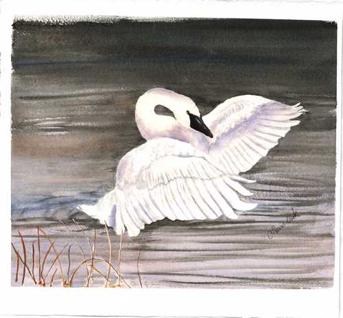 Trumpeter Swan