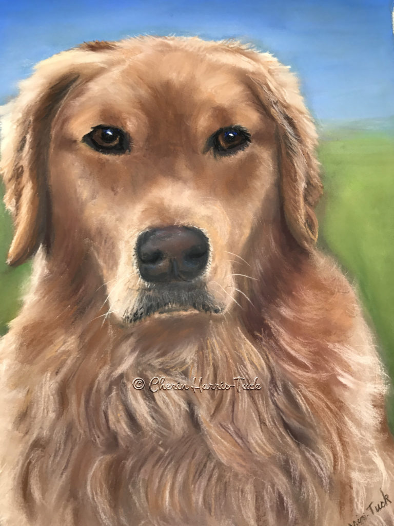 Golden Retriever Portrait Commission