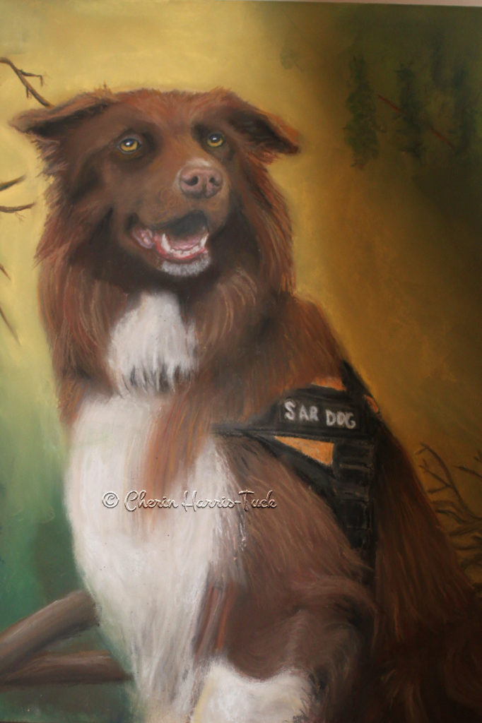 Australian Kelpie Portrait Commission