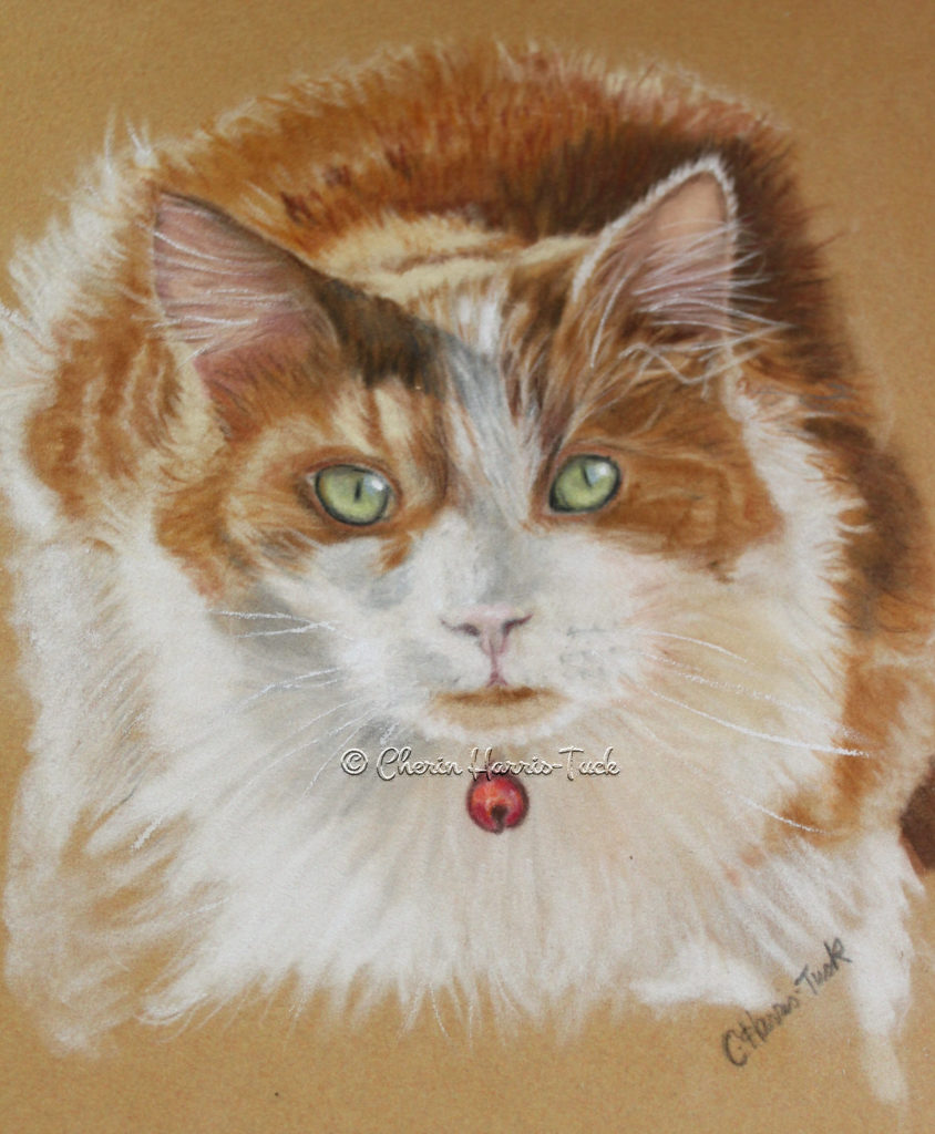 Rag Doll Cat Portrait