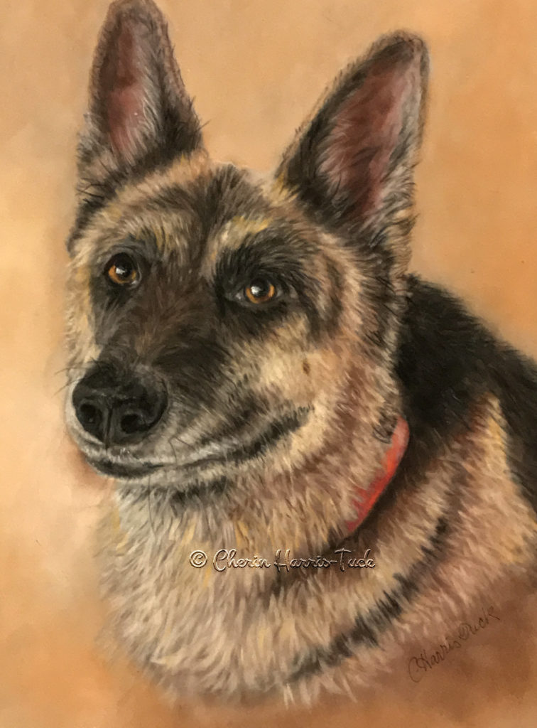 German Shepherd Commissioned Portrait