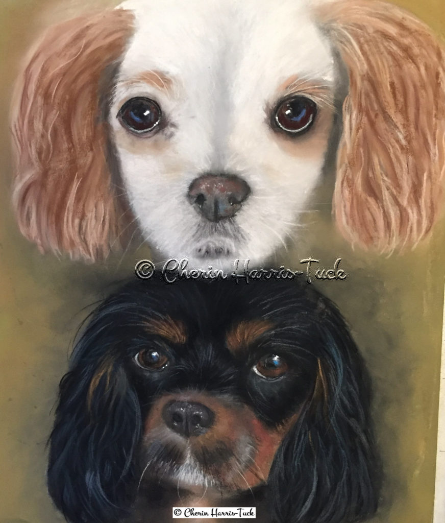 St. Charles Spaniels Portrait Commission