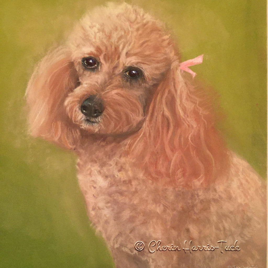 Poodle Portrait Commission