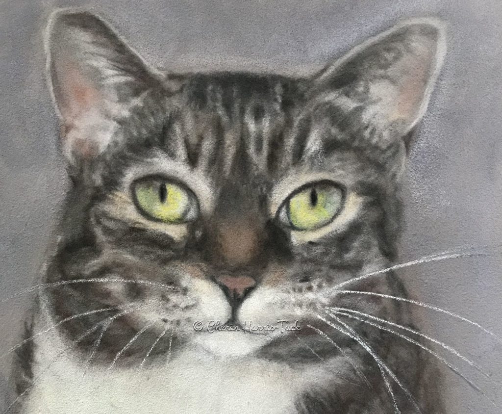 Cat Portrait Tabby in Pastel